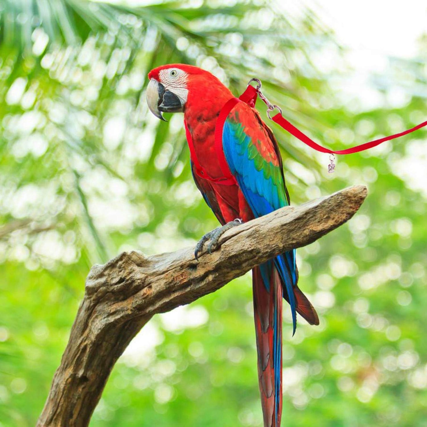 Bird Harness and Leash Kit Adjustable Anti-Bite, Fit for Large Medium Birds, Macaw,Budgerigar, Cockatoo, African Grey, and Reptiles, Lizards(Red Medium)