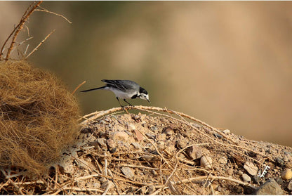 Coconut Fiber Nesting Material for Birds,Dust-Free,3 Ounce