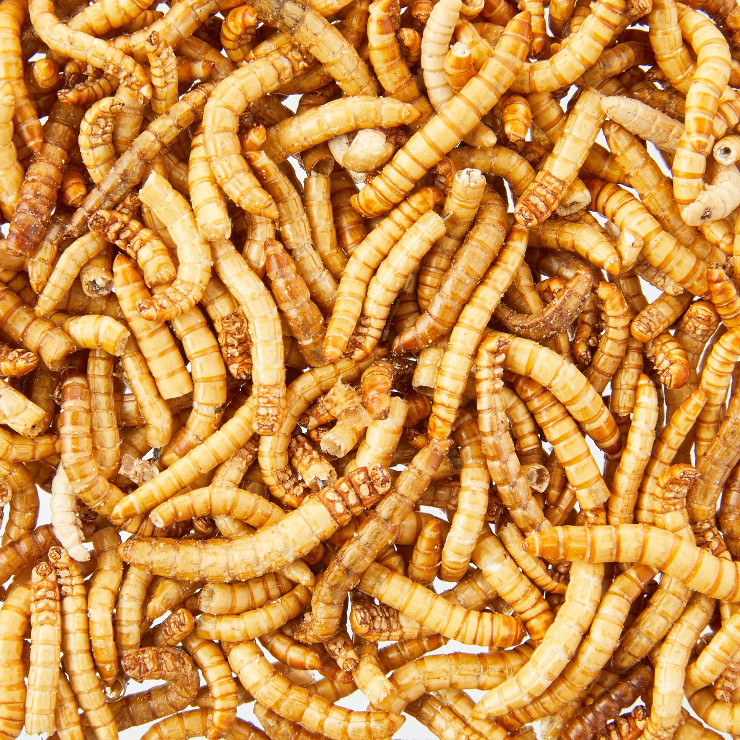 Freeze-Dried Mealworms for Birds, Reptiles & Fish, 1.6 Oz